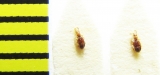 Trimium brevicorne  Russia, Tver reg. - INSECTS-STORE.RU