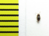 Cephennium majus  Russia, Tver reg. - INSECTS-STORE.RU