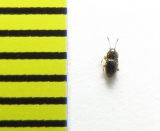 Cephennium majus  Russia, Tver reg. - INSECTS-STORE.RU