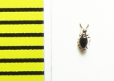 Euconnus claviger  Belorussia (myrmecophilous) - INSECTS-STORE.RU