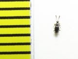 Euconnus fimetarius  Belorussia - INSECTS-STORE.RU