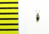 Euconnus fimetarius  Belorussia - INSECTS-STORE.RU