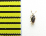 Neuraphes angulatus  Belorussia - INSECTS-STORE.RU