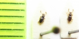 Neuraphes elongatulus  Belorussia - INSECTS-STORE.RU