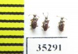 Scydmaenus tarsatus  Russia, Tver reg. - INSECTS-STORE.RU