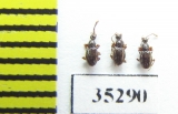 Scydmaenus tarsatus  Russia, Tver reg. - INSECTS-STORE.RU