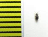 Stenichnus scutellaris  Belorussia - INSECTS-STORE.RU