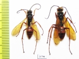Hymenoptera sp.  Colombia - INSECTS-STORE.RU