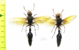 Hymenoptera sp.  Indonesia, Java - INSECTS-STORE.RU