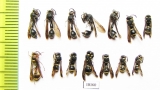 Hymenoptera sp.  Laos - INSECTS-STORE.RU
