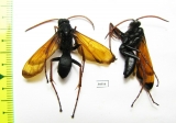 Hymenoptera sp.  South Africa Rep. - INSECTS-STORE.RU