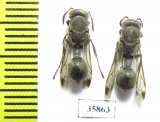 Hymenoptera sp.  Tanzania - INSECTS-STORE.RU