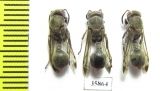 Hymenoptera sp.  Tanzania - INSECTS-STORE.RU