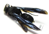 Hymenoptera sp.  Zambia - INSECTS-STORE.RU