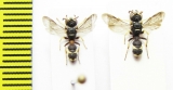 Hymenoptera sp.  Italy - INSECTS-STORE.RU