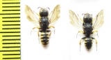 Hymenoptera sp.  Italy - INSECTS-STORE.RU