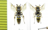 Hymenoptera sp.  Italy - INSECTS-STORE.RU