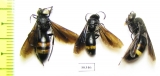 Hymenoptera sp.  Kazakhstan - INSECTS-STORE.RU