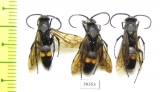 Hymenoptera sp.  Kazakhstan - INSECTS-STORE.RU