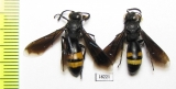 Hymenoptera sp.  Kazakhstan - INSECTS-STORE.RU