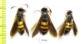 Hymenoptera sp.  Kazakhstan - INSECTS-STORE.RU