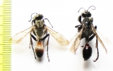 Hymenoptera sp.  Kazakhstan - INSECTS-STORE.RU