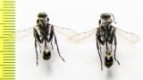 Hymenoptera sp.  Kazakhstan - INSECTS-STORE.RU