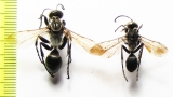 Hymenoptera sp.  Kazakhstan - INSECTS-STORE.RU