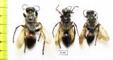 Hymenoptera sp.  Kazakhstan - INSECTS-STORE.RU