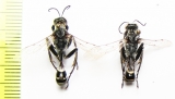 Hymenoptera sp.  Kazakhstan - INSECTS-STORE.RU