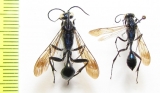 Hymenoptera sp.  Kirgizstan - INSECTS-STORE.RU