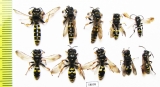Hymenoptera sp., pair  Russia, Tver reg. - INSECTS-STORE.RU
