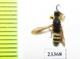 Hymenoptera sp.  Russia, Crimea reg. - INSECTS-STORE.RU