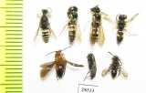 Hymenoptera sp.  Russia, Crimea reg. - INSECTS-STORE.RU