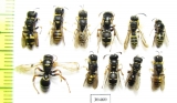 Hymenoptera sp.  Russia, Crimea reg. - INSECTS-STORE.RU
