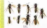 Hymenoptera sp.  Russia, Tver reg. - INSECTS-STORE.RU