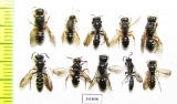 Hymenoptera sp.  Russia, Tver reg. - INSECTS-STORE.RU