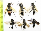 Hymenoptera sp.  Russia, Astrakhan reg. - INSECTS-STORE.RU