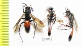 Hymenoptera sp.  Russia, Astrakhan reg. - INSECTS-STORE.RU