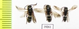 Hymenoptera sp.  Russia, Astrakhan reg. - INSECTS-STORE.RU