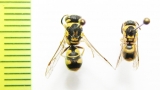 Hymenoptera sp.  Turkmenistan - INSECTS-STORE.RU