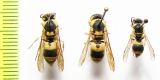 Hymenoptera sp.  Uzbekistan - INSECTS-STORE.RU