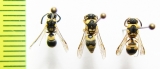 Hymenoptera sp.  Uzbekistan - INSECTS-STORE.RU