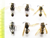 Hymenoptera sp.  Uzbekistan/Kazakhstan - INSECTS-STORE.RU