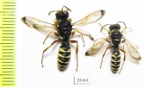 Cerceris maculata  Russia, Astrakhan reg. - INSECTS-STORE.RU