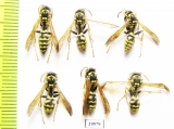Hymenoptera sp.  Tajikistan - INSECTS-STORE.RU