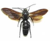 Scoliidae - INSECTS-STORE.RU