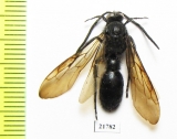 Scoliidae sp.  Colombia - INSECTS-STORE.RU