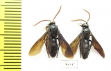 Scoliidae sp.  India, Goa - INSECTS-STORE.RU