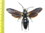 Megascolia sp.  Indonesia, Peleng isl. - INSECTS-STORE.RU